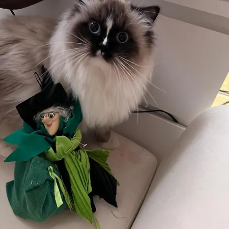 홈스테이 Priscilla And Poldino's House A Cozy Artist With Cats *